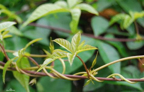 爬藤植物风水|风水 —住宅庭院植物风水（一点要注意自己的运势）